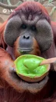 Orangutan