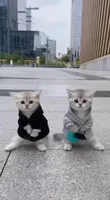 Cat Sisters